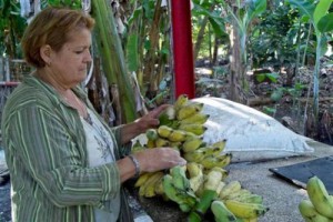 Adolfo Rodríguez Nodals, jefe del Grupo Nacional, resaltó la necesidad de aumentar el surtido de frutas.