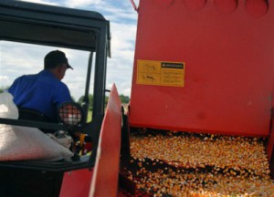 Territorios como Yaguajay se distinguen en la producción del grano.