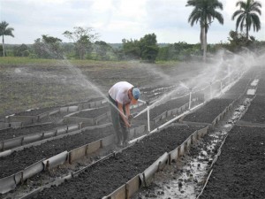 Una parte de las posturas se producirá en semilleros tecnificados. (foto: Oscar Alfonso Sosa)