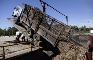  El Uruguay prevé incrementar el tiro directo de la caña hasta la industria. Foto: Ismael Francisco 