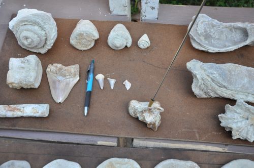 Encuentran Fosiles De Animales Prehistoricos En El Rio Cayajana De