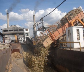 El Uruguay acaba de materializar  este lunes su plan de producción de azúcar. Foto Oscar Alfonso AIN.