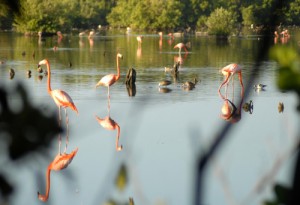 Su cuidado forma parte de un programa nacional de protección de aves acuáticas en las costas de Cuba.