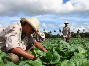 La ANAP agrupa en el país cerca de 400 mil campesinos y cooperativistas.