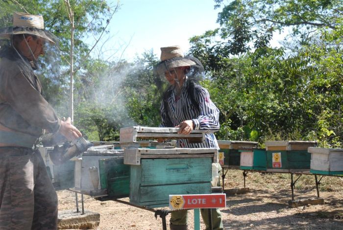 sancti spiritus, apicultura, miel, produccion de miel, propoleos, cera