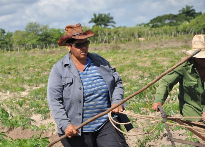 sancti spiritus, mujeres, cooperativas, tierra en usufructo, ganaderia, leche, acopio de leche