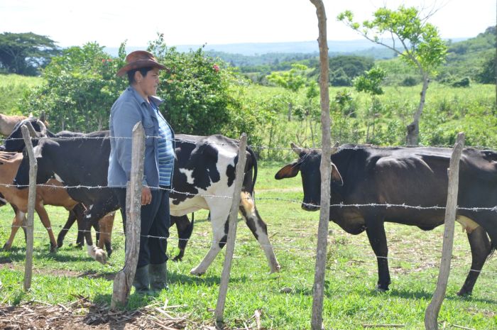 sancti spiritus, mujeres, cooperativas, tierra en usufructo, ganaderia, leche, acopio de leche