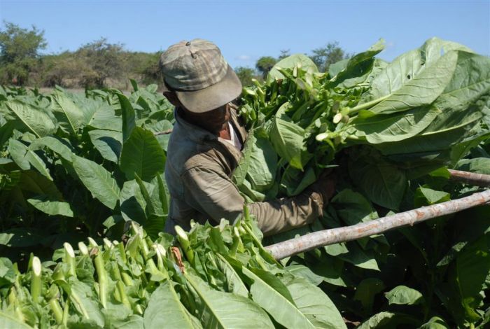 sancti spiritus, tabaco, siembra de tabaco, acopio de tabaco, semilleros de tabaco