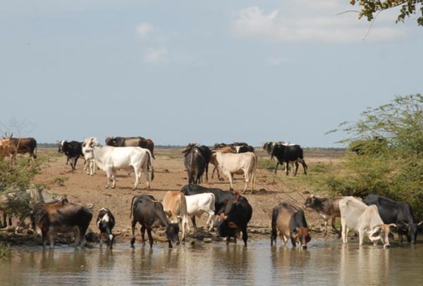 sancti spiritus, agricultura, sequia, ganaderia