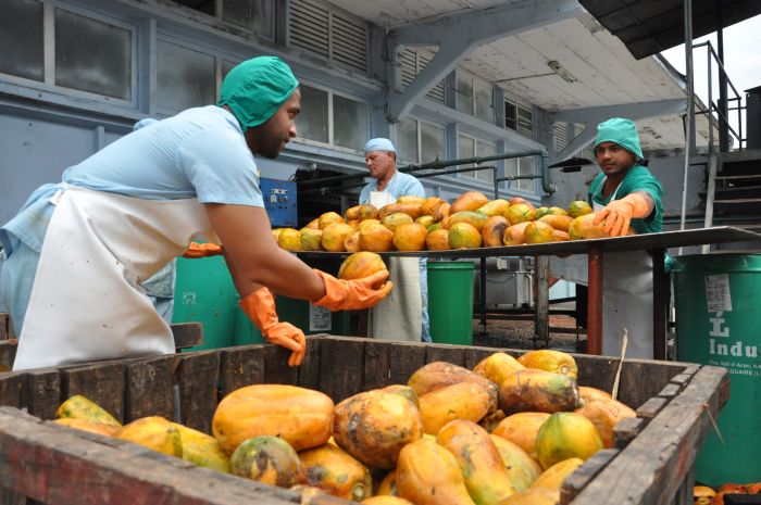 sancti spiritus, frutas, fabrica de conservas, industria alimenticia