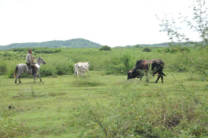 sancti spiritus, fnta, empresa agropecuaria fnta, agricultura