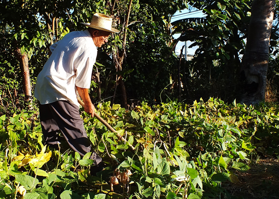 Los fenómenos climatológicos impactan en la producción de alimentos en Cuba. (Foto: Juventud Rebelde)