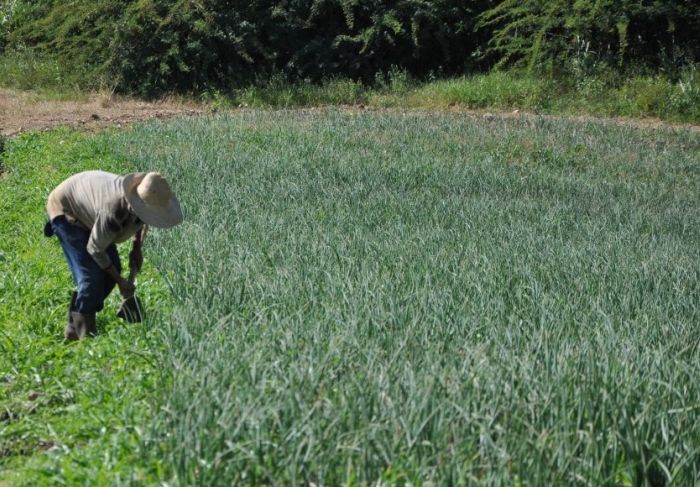 sancti spiritus, agricultura, cooperativas, campesinos, unidad basica de produccion cooperativa