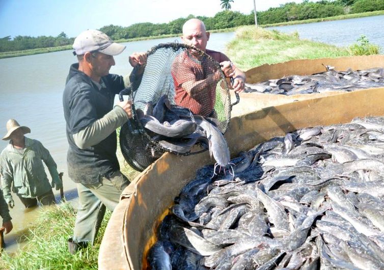 sancti spiritus, pesca, pescaspir, presa zaza