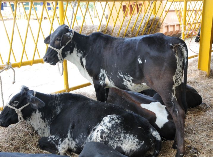 sancti spiritus, feria ganadera de invierno, cebu, parque de feria parque de feria delio luna echemendia