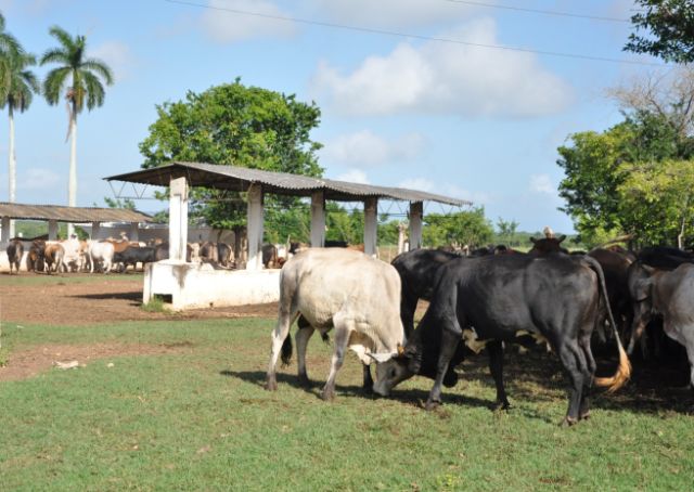 sancti spiritus, plan turquino, ganado mayor, delitos, cafe