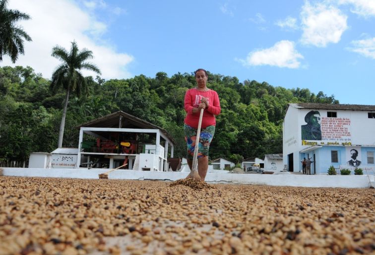 sancti spiritus, cosecha cafetalera, cafe