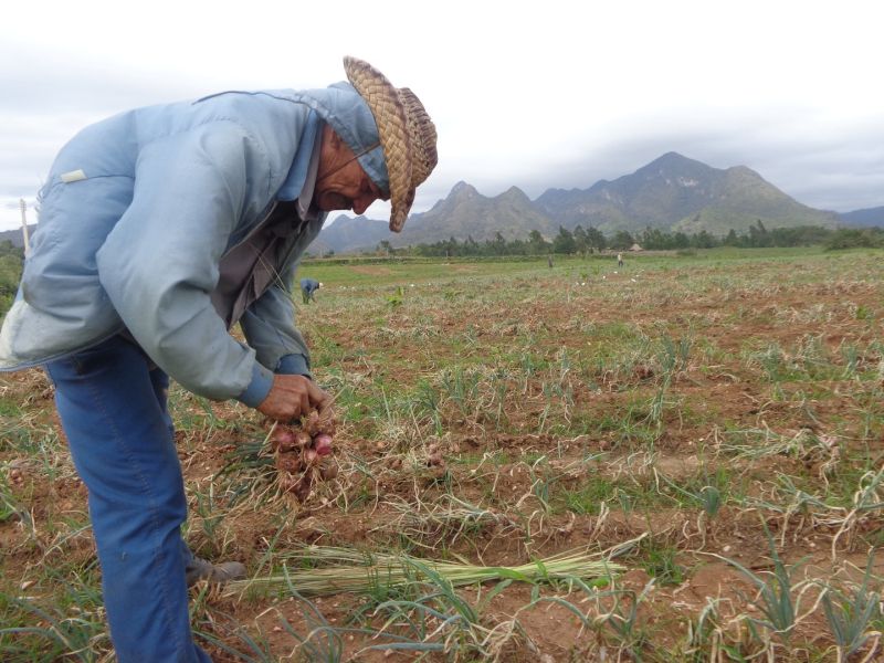 sancti spiritus, produccion de alimentos, banao, alimentos precios