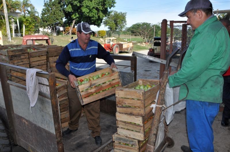 sancti spiritus, taguasco, acopio, alimentos precios, produccion de alimentos