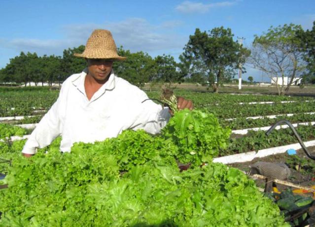 Explotar cada posibilidad de siembra resulta esencial para sostener la oferta de vegetales y hortalizas.