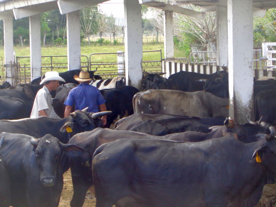 sancti spiritus, yaguajay, venegas, produccion de alimentos, ganaderia