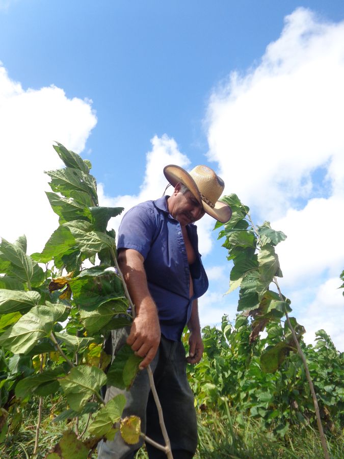 sancti spiritus, yaguajay, venegas, produccion de alimentos, ganaderia