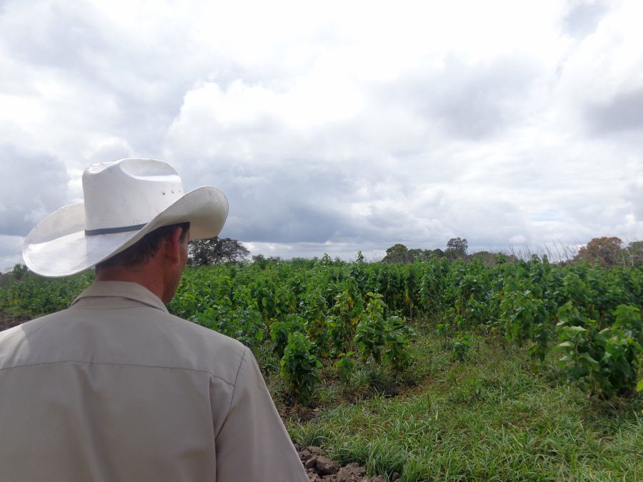 sancti spiritus, yaguajay, venegas, produccion de alimentos, ganaderia