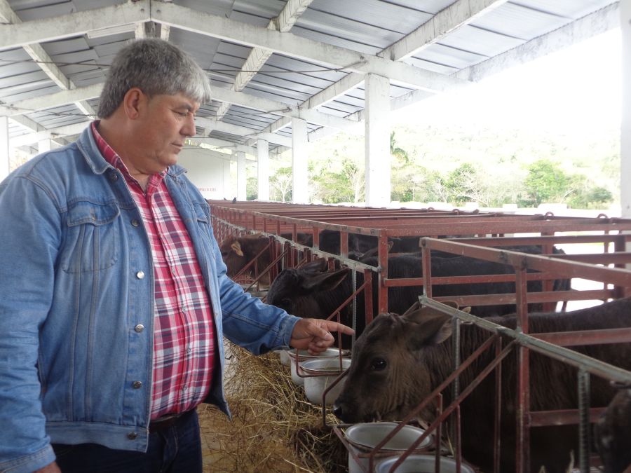 sancti spiritus, yaguajay, venegas, produccion de alimentos, ganaderia