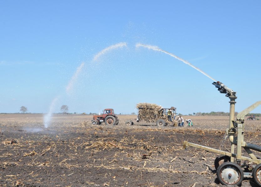 sancti spiritus, uruguay, jatibonico, siembra de caña