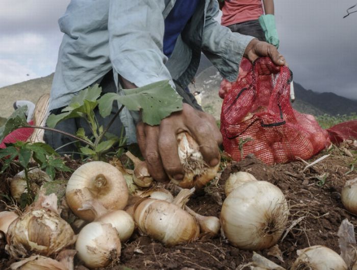 sancti spiritus, banao, cultivos vatios, cebolla