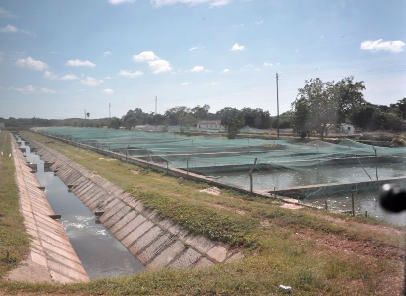 sancti spiritus, estacion de alevinaje, pesca, la sierpe, sequia, canal magistral zaza