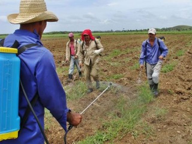 sancti spiritus, sustancias toxicas, plaguicidas, agricultura, cancer