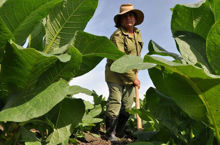 sancti spiritus, tabaco, campaña tabacalera