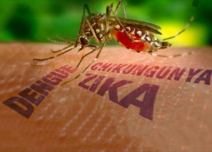 estados unidos, zika, aedes aegipty