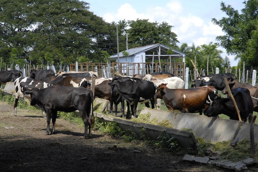 sancti spiritus, ganado vacuno