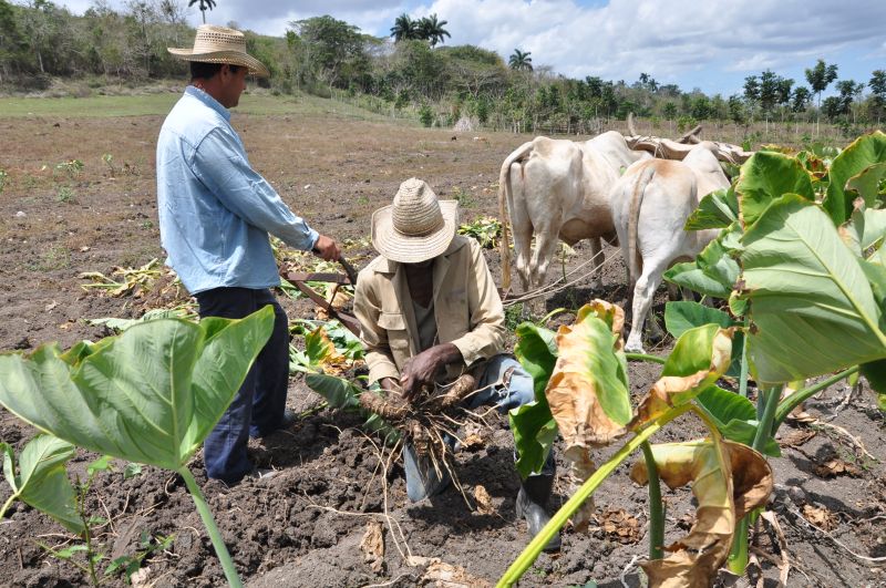 sancti spiritus, yaguajay, produccion de alimentos