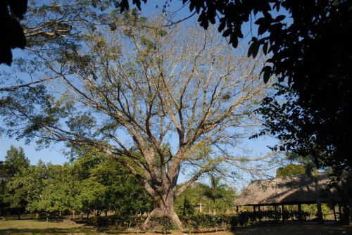 El evento será auspiciado por el Jardín Botánico espirituano y persigue incentivar el estudio y la protección de la naturaleza.