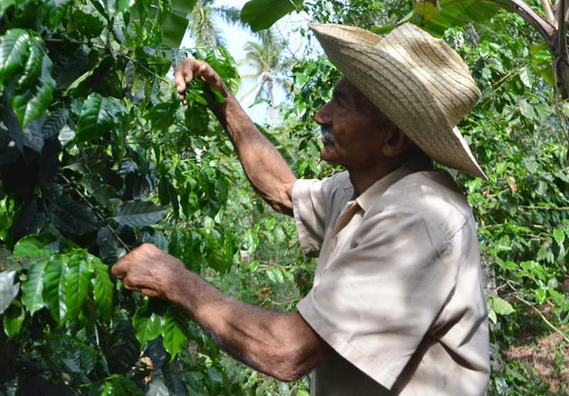 sancti spiritus, abundio sanchez, heroe del trabajo de la republica de cuba, mesa redonda, agricultura, plan turquino