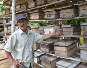 A Raúl le inquiera que no existe un sistema de comercialización para un producto como la miel de abejas de la tierra o meliponas. (Foto: Oscar Alfonso/ ACN) sancti spiritus, apicultura, miel, yaguajay
