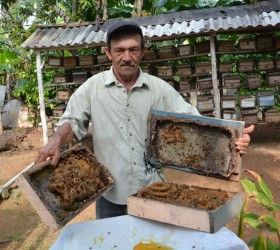 Raúl Martín Véliz ha completado el mayor apiario de abejas de la tierra, o meliponario, de Sancti Spíritus. (Foto: Oscar Alfonso/ ACN) sancti spiritus, apicultura, miel, yaguajay