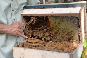 Raúl Martín Véliz ha completado el mayor apiario de abejas de la tierra, o meliponario, de Sancti Spíritus. (Foto: Oscar Alfonso/ ACN) sancti spiritus, apicultura, miel, yaguajay