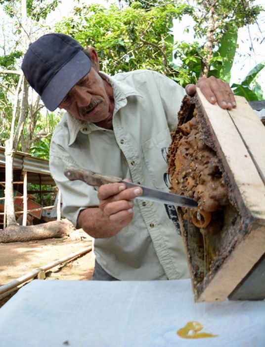 sancti spiritus, apicultura, miel, yaguajay
