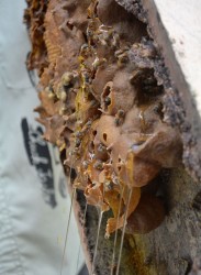 El meliponario de Raúl es acreedor de la condición Referencia Nacional de la Agricultura Urbana. (Foto: Oscar Alfonso/ ACN) sancti spiritus, apicultura, miel, yaguajay