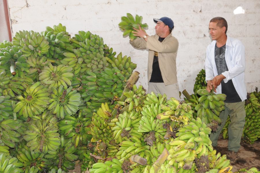 sancti spiritus, alimentos precios, comercializacion de productos agricolas, acopio