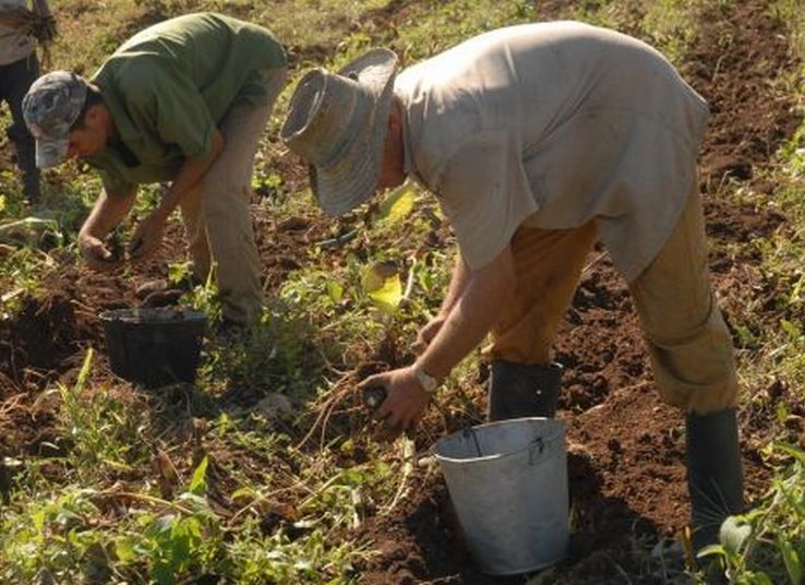 cuba, anap, campesinos cubanos, relaciones cuba-estados unidos