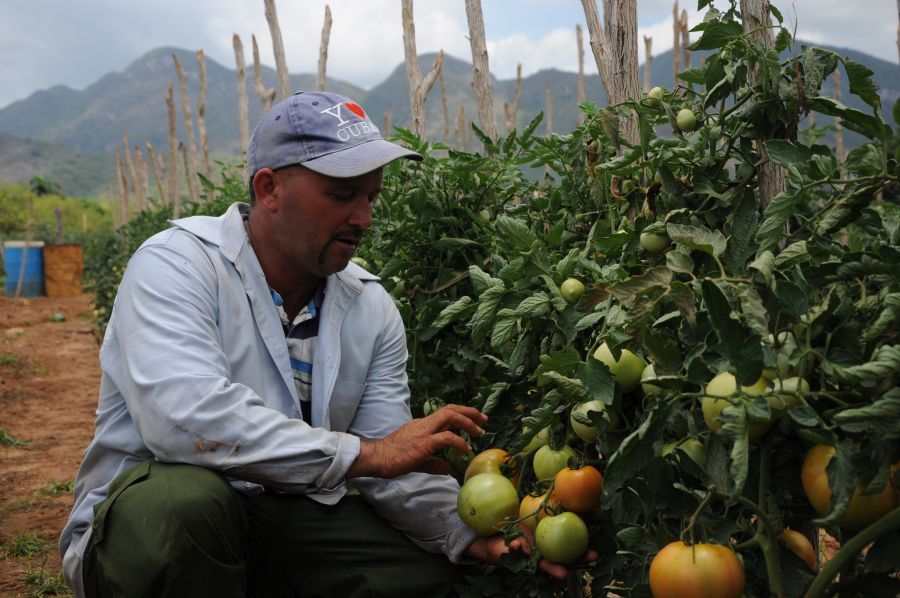 sancti spiritus, alimentos precios, comercializacion de productos agricolas, acopio