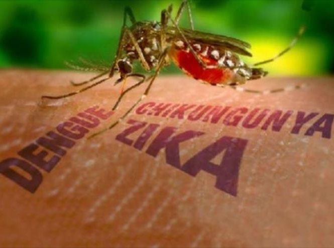 cuba, zika, aedes aegypti