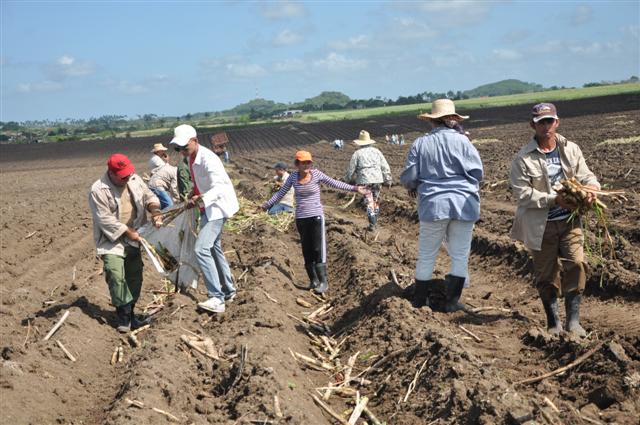 Esta vez las mejores condiciones del terreno facilitaron la siembra y el mayor rendimiento de los movilizados. (Foto: Vicente Brito/ Escambray)