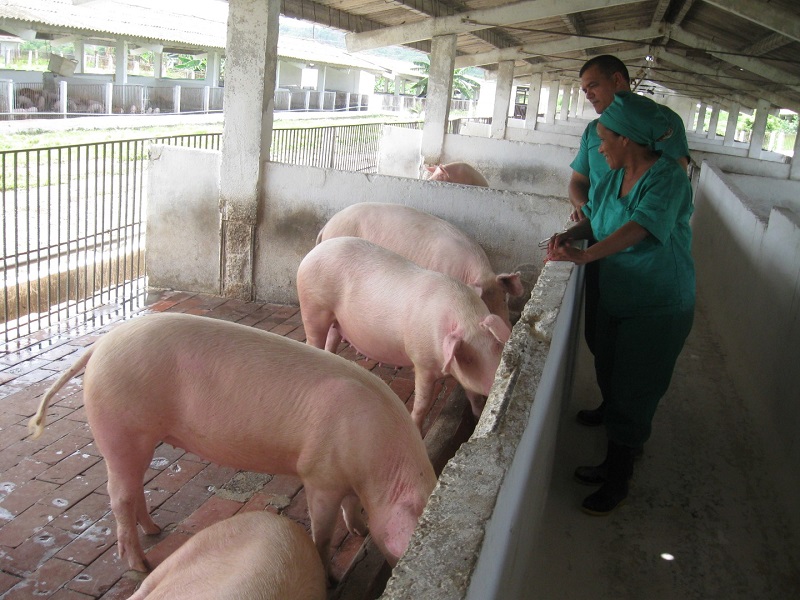 UEB-Los-Molinos-8-PORCINO-SANCTI SPIRITUS