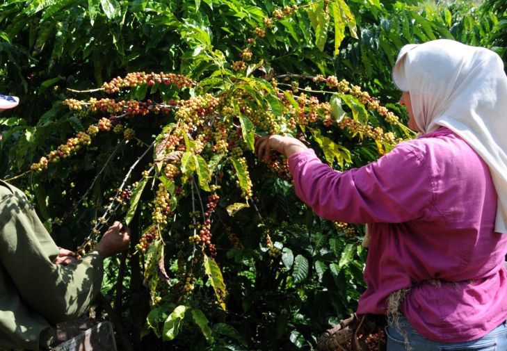 Cuba produce alrededor de 100.000 sacos de 60 kilogramos de arábiga al año, según la Organización Internacional del Café.